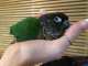 Conure
