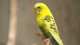 Parakeet