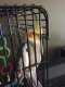 Cockatiel