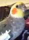 Cockatiel
