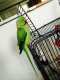 Indian Ringneck Parakeet