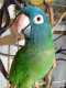 Conure