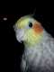 Cockatiel