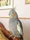 Cockatiel