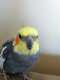 Cockatiel