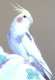 Cockatiel