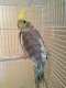 Cockatiel
