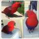 Eclectus