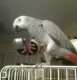 African Grey
