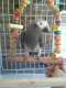 African Grey