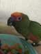 Conure