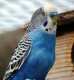 Lineolated Parakeet