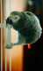 African Grey