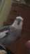 Cockatiel
