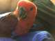 Eclectus