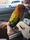 Conure