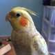Cockatiel