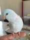 Parrotlet