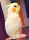 Cockatiel