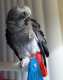 African Grey