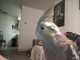 Cockatiel
