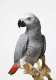 African Grey