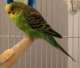 Parakeet