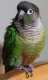Conure