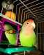 Lovebird