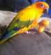 Conure