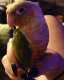 Conure