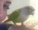 Conure