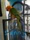 Conure