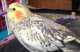 Cockatiel