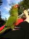 Conure