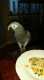 African Grey