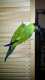 Nanday / Black-Hooded Parakeet
