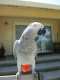 African Grey