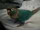 Conure