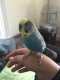 Budgerigar