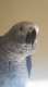 African Grey