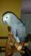 African Grey