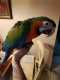 Macaw