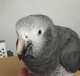 African Grey