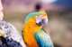 Macaw