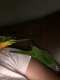 Conure