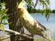 Cockatiel