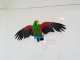 Eclectus