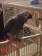 African Grey