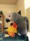 African Grey